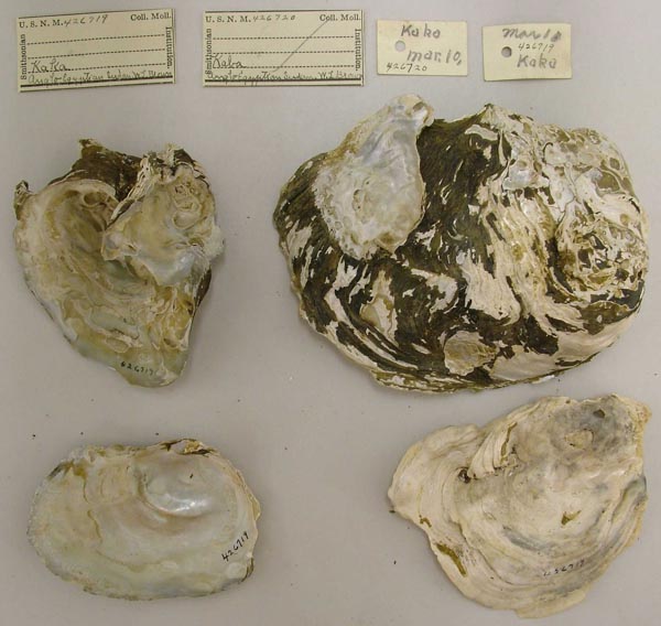 specimen