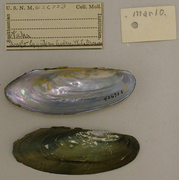 specimen