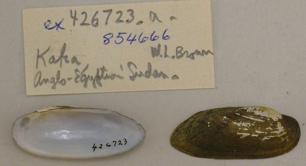 specimen