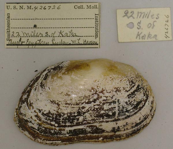 specimen