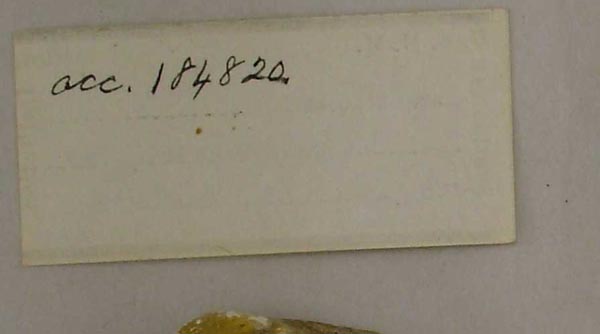 specimen