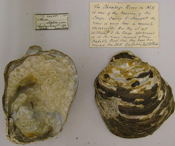 specimen