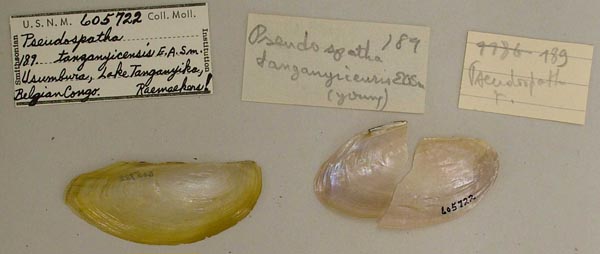 specimen