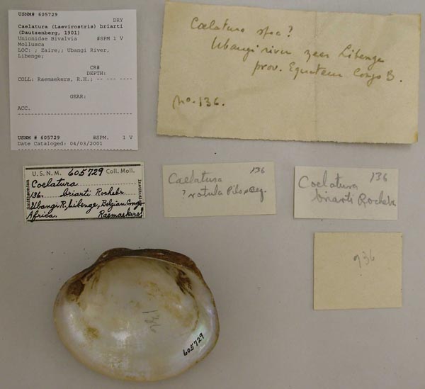 image of lot USNM_605729 image of lot USNM_605729