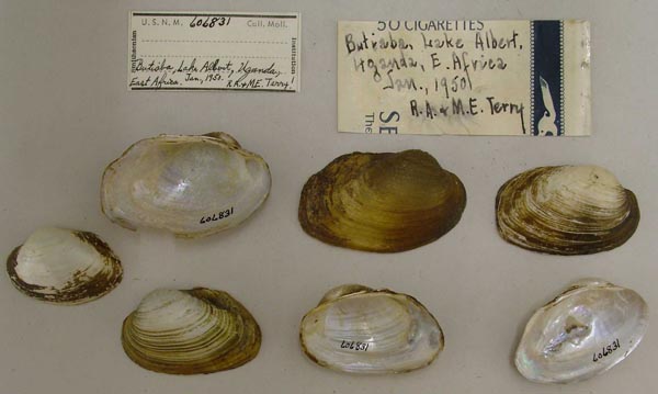 specimen