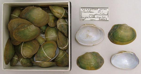 specimen