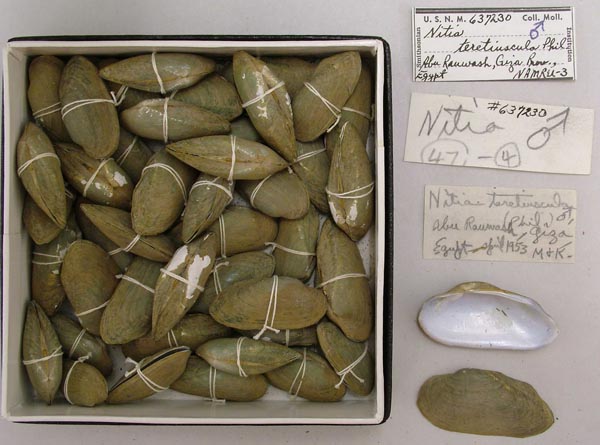 specimen