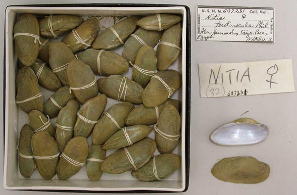 specimen