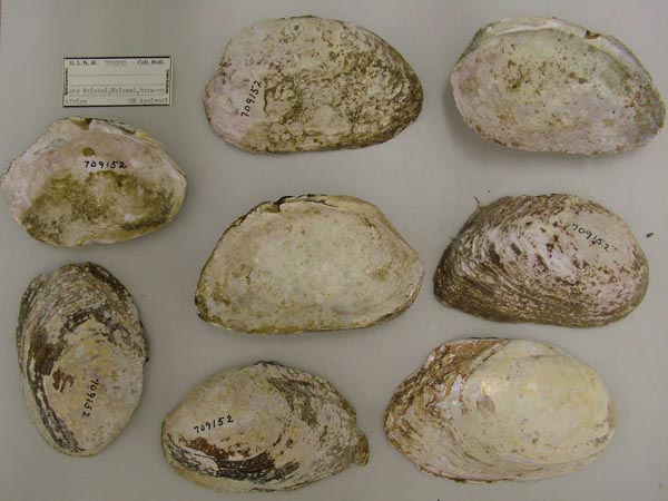 image of lot USNM_709152 image of lot USNM_709152