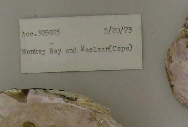 image of lot USNM_709152 image of lot USNM_709152