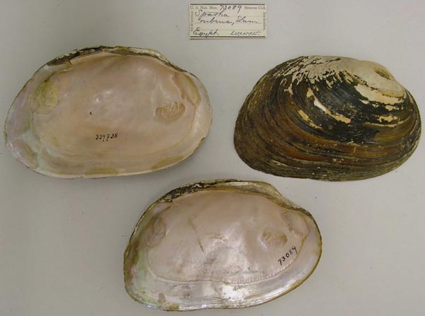 specimen