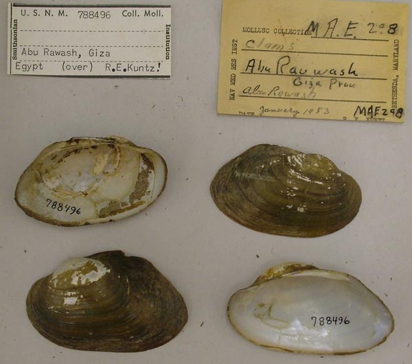 specimen