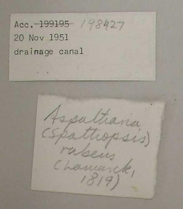 specimen