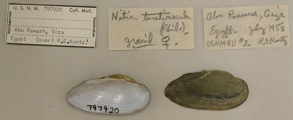 specimen