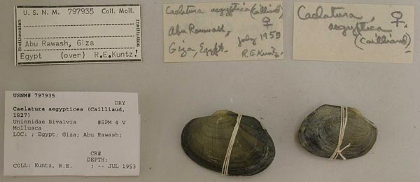 specimen