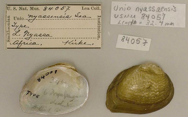 specimen