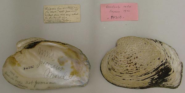 specimen