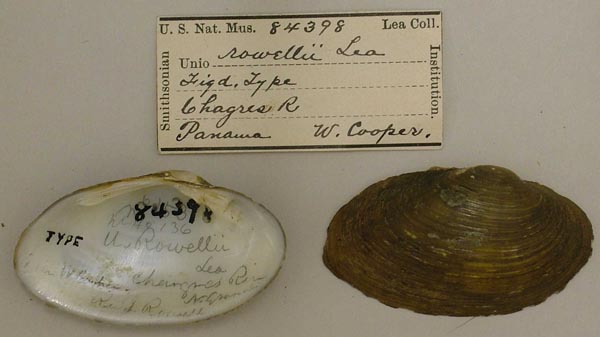 specimen