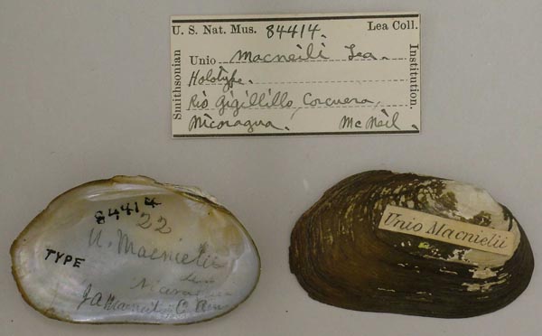 specimen