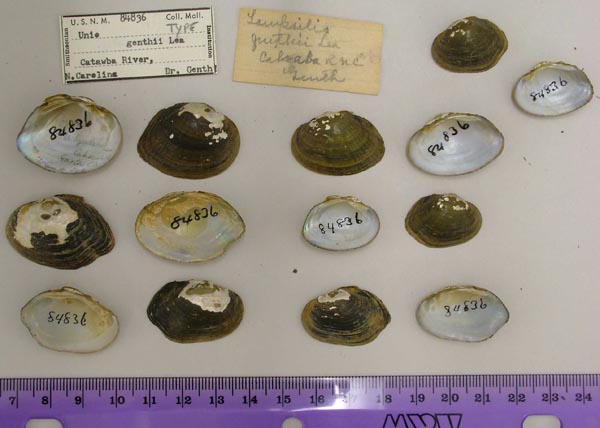 image of lot USNM_84836