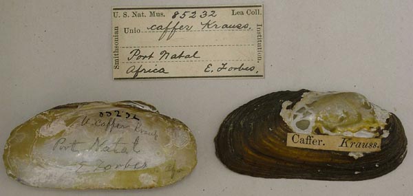 specimen