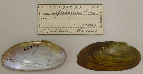 specimen
