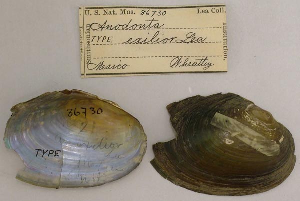 specimen