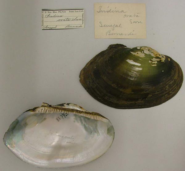 specimen