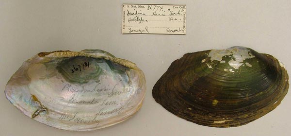 specimen