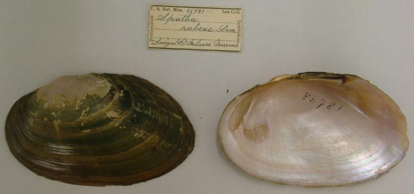 specimen
