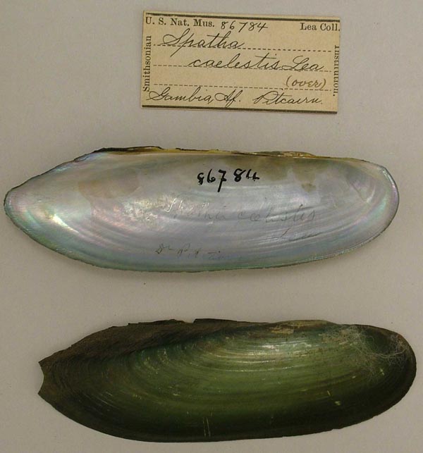 specimen