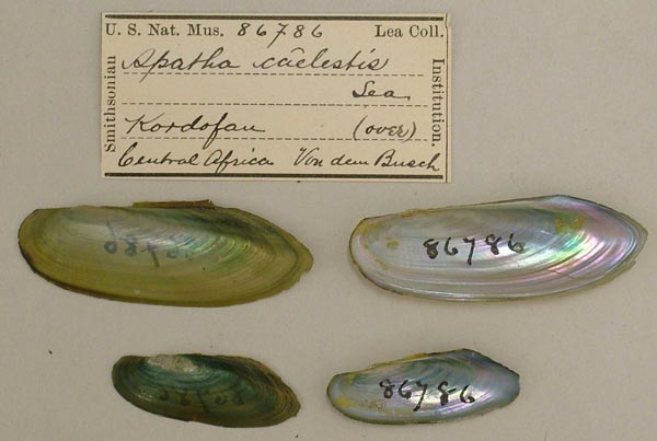specimen