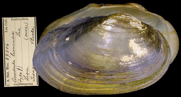 specimen