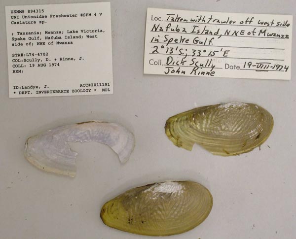 specimen