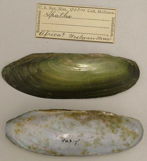 specimen