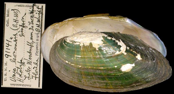 specimen