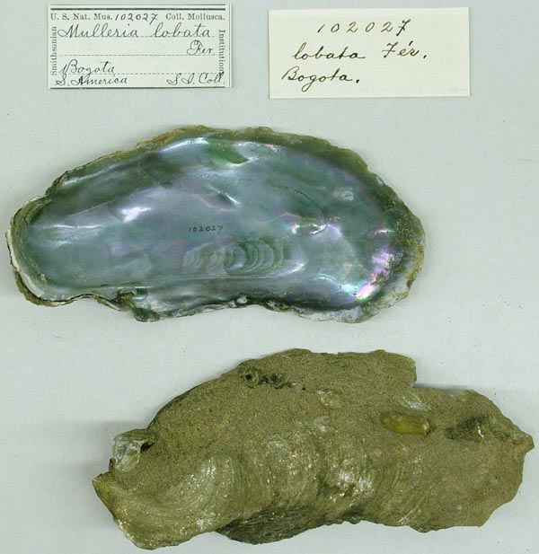 specimen