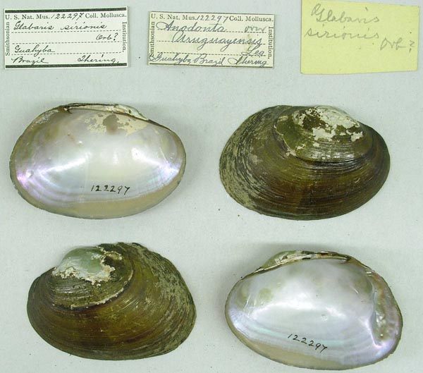 specimen
