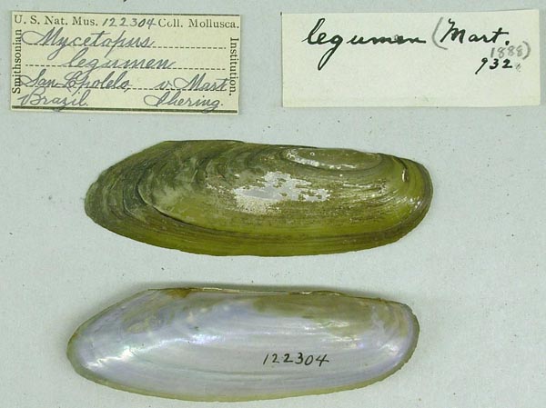 specimen