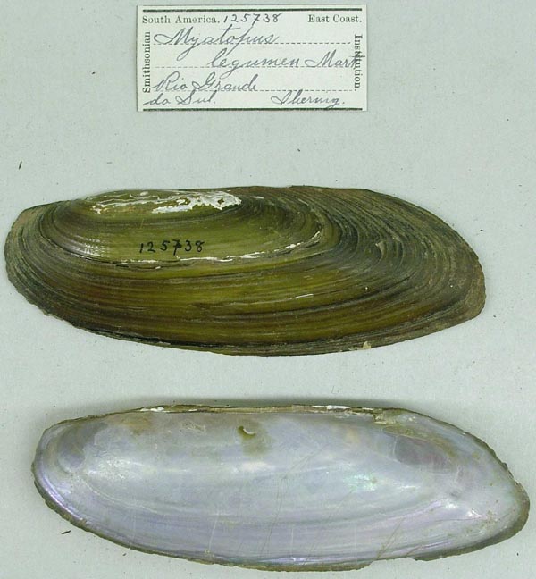 specimen