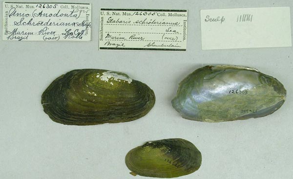 specimen