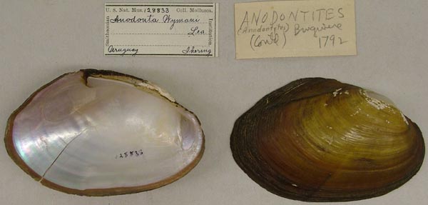 specimen
