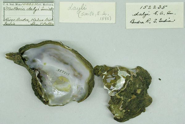 specimen