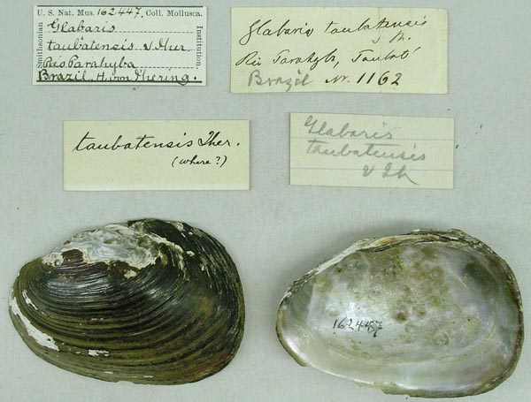 image of lot USNM_162447 image of lot USNM_162447