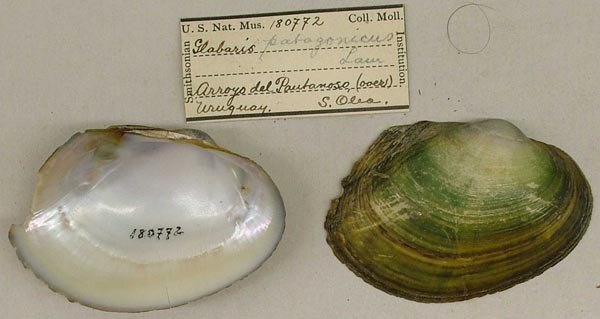 specimen