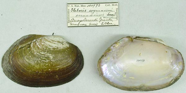 specimen