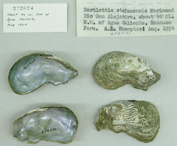 specimen