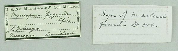 specimen