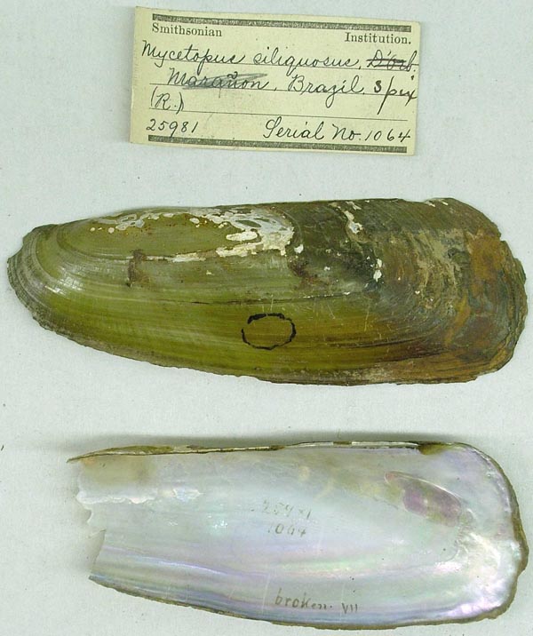 specimen