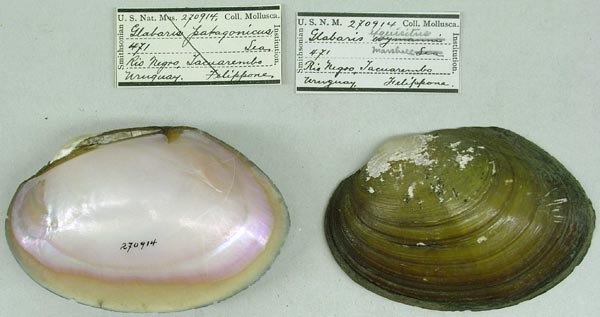 specimen